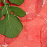 Carpaccio Bar