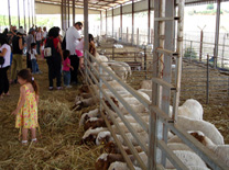 הדיר- מקור החלב והגבינות