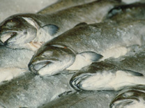 בראש השנה מרבים באכילת דגים ובעיקר ראשי דגים