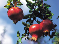 עץ הרימון נתן פריו