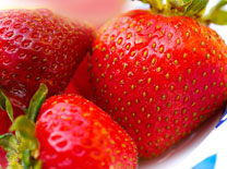 תות שדה: מכונה גם פטמות אהבה