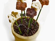 ROY שוקולד - מארזי חג משמחים