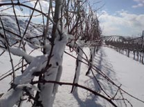 חיים גן: חמישה יקבים ישראליים שולטים