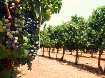 חיים גן: לחיי תעשיית היין הישראלית