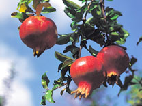 מהו הערך התזונתי של הרימון?