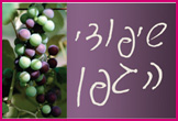 שיפודי הגפן- <font color=red><B>כשר</B>